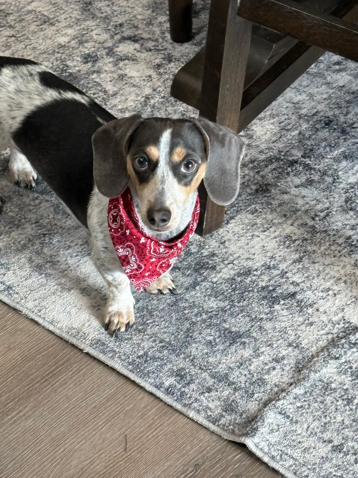 Handmade Slip-On Dog Bandanas