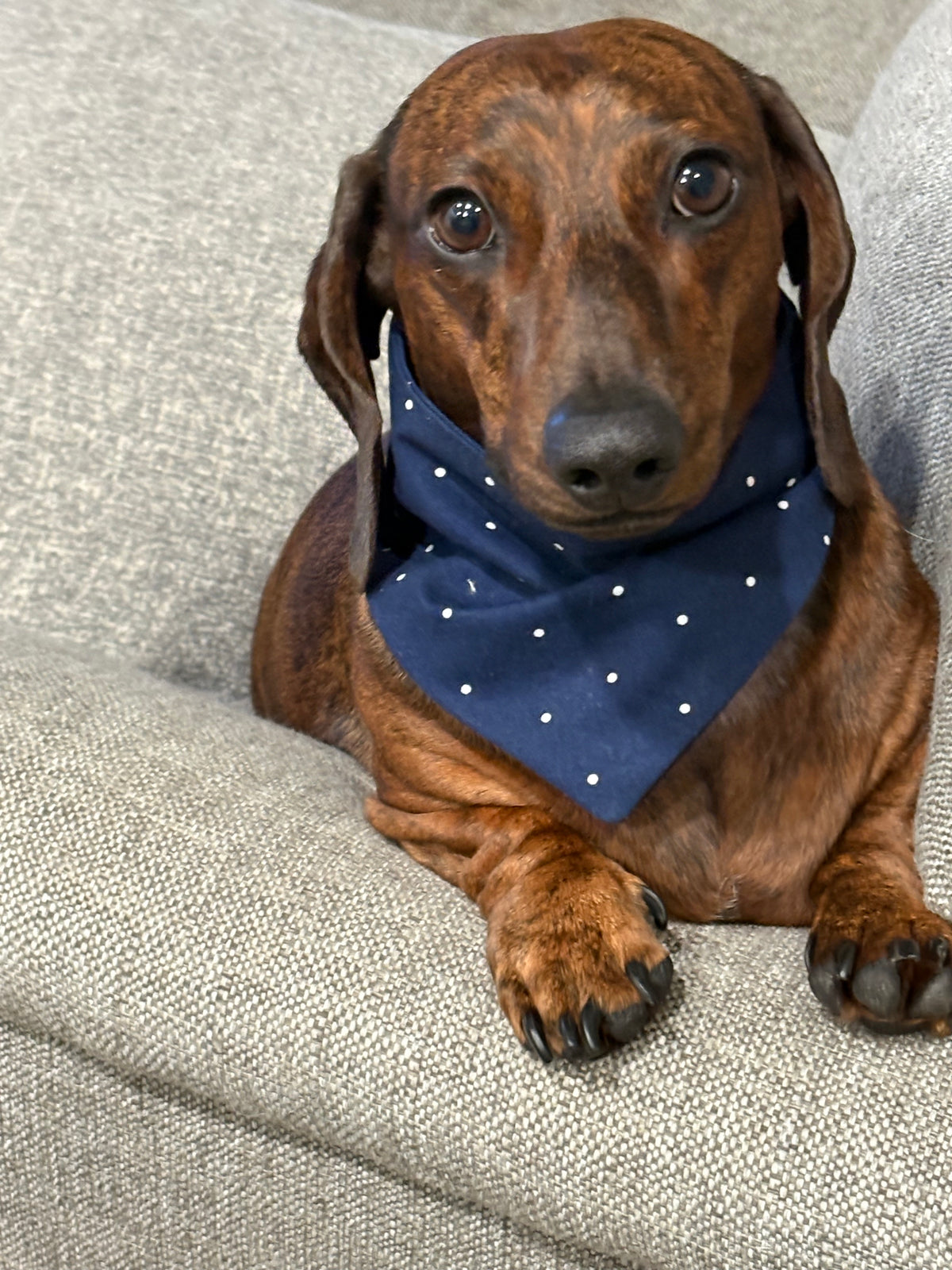Handmade Slip-On Dog Bandanas